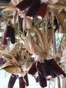 All About ‘Bloody Butcher’ Corn, Part 1: Planting and Pest Control Image